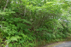 旧軽井沢 三度山別荘地　土地　浅間山を遠望できる管理しやすいコンパクトな古家付土地