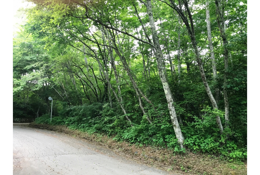 南側前面道路より見た敷地