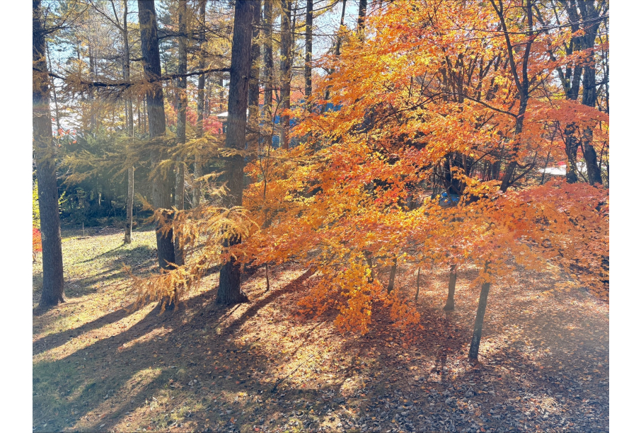 デッキからの眺め