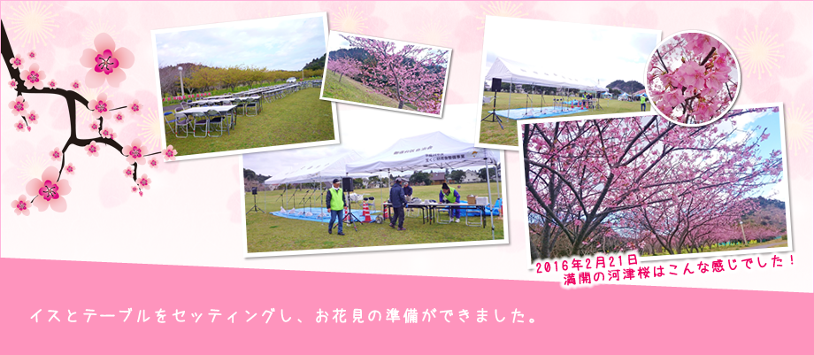 河津桜の下にイスとテーブルをセッティングし、お花見の準備ができました。