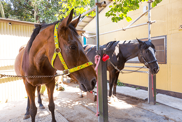 マーサファーム