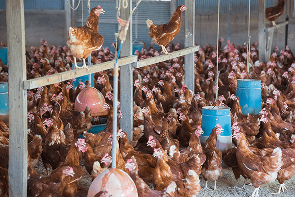 ファームリゾートISUMI 鶏卵牧場