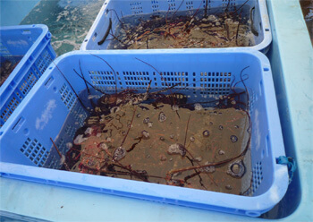 伊勢海老が沢山
