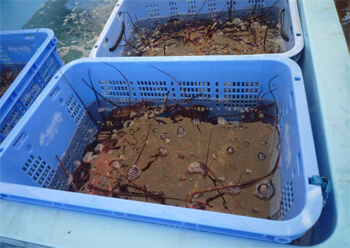 新鮮な伊勢海老